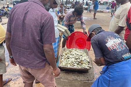 mercato di pesce