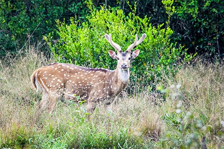 safari srilanka1