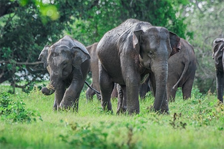 safari srilanka5