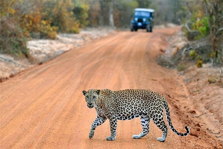 safari srilanka6